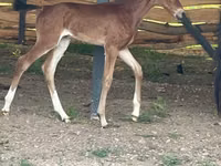 Hengst, Akhal-Teke — Foto 2
