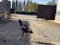 Chickens — Foto 4