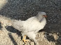 Brahma — Foto 4