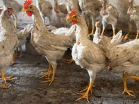 Chickens — Foto 5