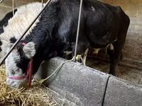 Toro, Ganado vacuno — foto 2