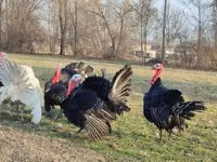 Turkeys — الصورة 2