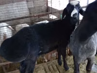 Widder, Blackheaded Persian sheep — Foto 2