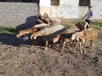 Schafe (Partie, Geschlecht nicht angegeben), Hissar sheep — Foto 6