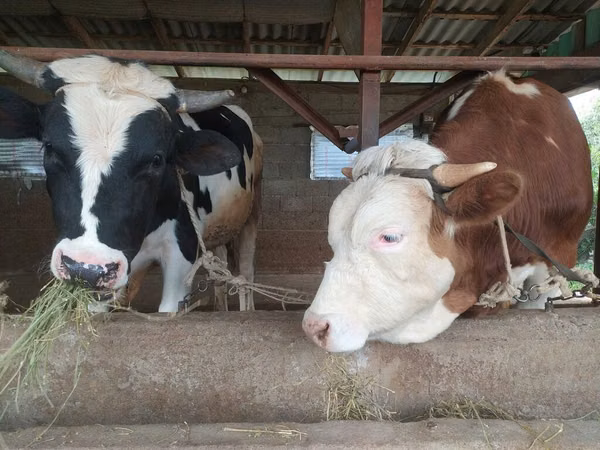 सांड, गोलस्टीन नस्ल