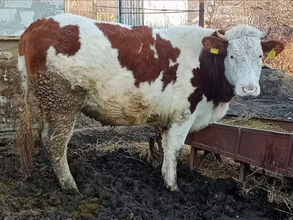 Bulle, Simmental cattle