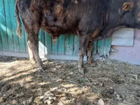 Bulle, Simmental cattle — Foto 1