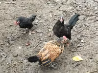 Chickens — 4-rasm