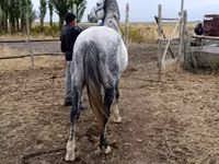 Aygʻir, Friesian sport horse — 1-rasm