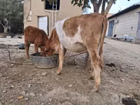 Cow, Simmental cattle — photo 4