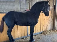公马, Friesian — 照片 4