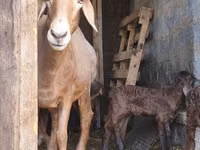 Schaf, Baerchuke sheep — Foto 2