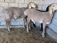 Widder, Arashan sheep — Foto 8