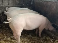 Schweine (Partie, Geschlecht nicht angegeben) — Foto 1