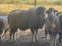 Ram, Sheep — photo 4