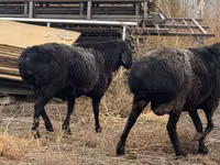 Widder, Hissar sheep — Foto 2
