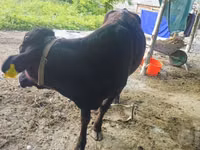 Toro, Ganado vacuno — foto 3