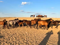 Stute, Mugalzhar horse — Foto 2