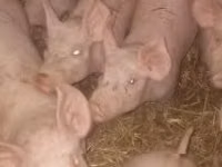 Schweine (Partie, Geschlecht nicht angegeben) — Foto 3