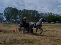 Caballo, Lipizzaner — foto 1