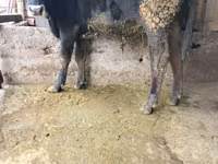 Toro, Russian Black pied cattle — foto 2