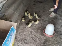 Ducks — Foto 1
