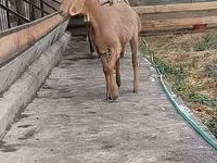 نعجة, Arashan sheep — الصورة 4