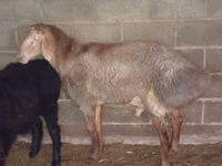Ram, Rhon sheep — photo 3