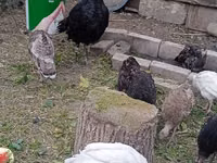 Turkeys — 2-rasm