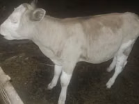 公牛, Cattle — 照片 1