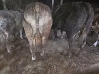 Buqa, Simmental cattle — 3-rasm