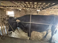 母牛, Holstein breed — 照片 1