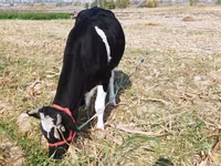 Sigir, Russian Black pied cattle — 4-rasm