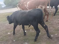 公牛, Aberdeen-Angus — 照片 1