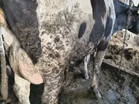 गाय, Russian Black pied cattle — फ़ोटो 4