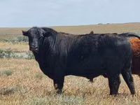 Bulle, Aberdeen-Angus — Foto 1