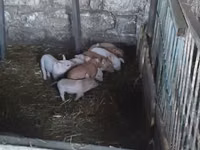 Boar, Pigs — photo 2