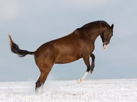 Yegua, Akhal-Teke — foto 4