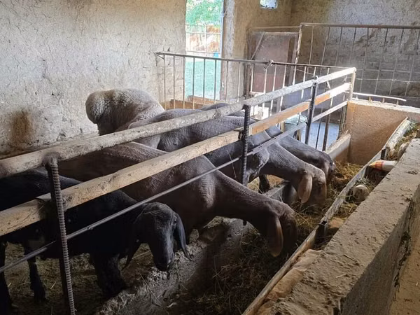 Carnero, Rhon sheep — Kirguistán