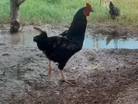 Chickens — الصورة 1