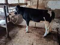 गाय, Russian Black pied cattle — फ़ोटो 1