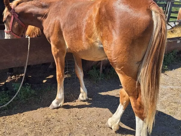 Caballo, Russian Heavy Draft