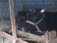 公牛, Cattle — 照片 2