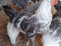 Chickens — Foto 3