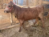गाय, मवेशी — फ़ोटो 1