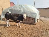 بقرة, Simmental cattle — الصورة 1