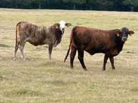 Vaca, Braford — foto 4