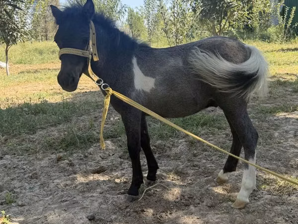 Stute, Australian Pony