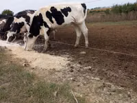 Toro, Russian Black pied cattle — foto 1