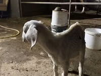 母山羊, Nubian Goat — 照片 3